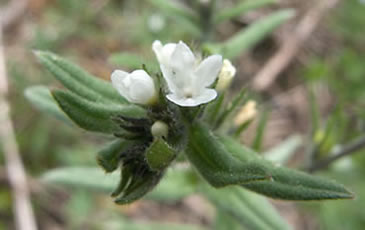 flower up close